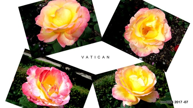 Róża ' Vatican ' w kolażu .