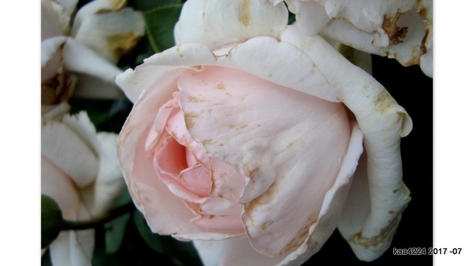 Róża Andre De Notre - ' Meiceppus '.