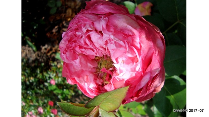 Róża Mon Petit Chou ' KORartisch '.