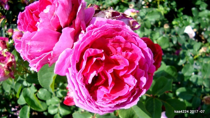 Róża Othello ' Auslo '.