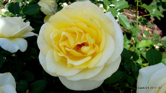Róża Stockholm ' Poulcas033 '.