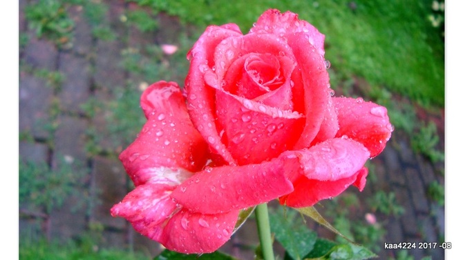 Róża w deszczowych brylantach.