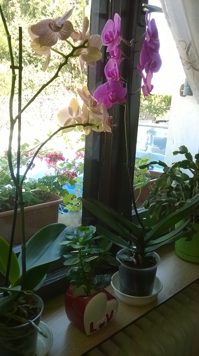 storczyk.orchidea.
