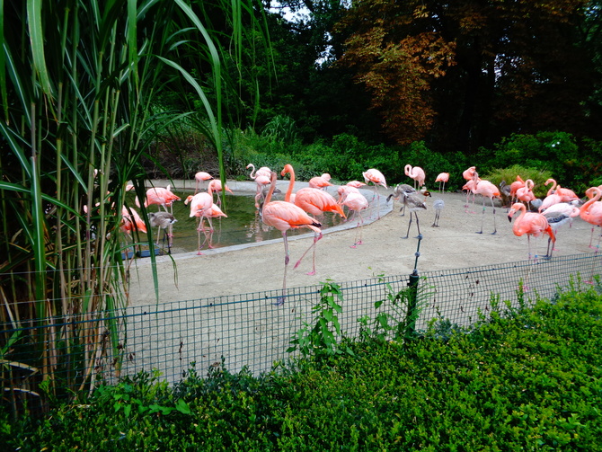 Zoo Ostrawa