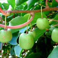Actinidia chińska-owoce.