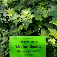 Hedera Helix 'Merion Beauty'