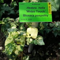 Hedera Helix 'Midas Touch'