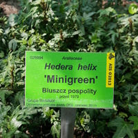 Hedera Helix 'Minigreen'