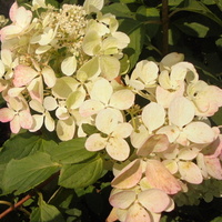Hortensja-ma kwiaty biało-różowe