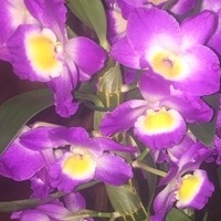 I jest storczyk Dendrobium w kolorze fioletu 