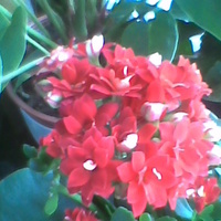 Kalanchoe  blossfelda kwitnie w najlepsze :)