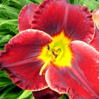  Liliowiec ' Naughty Red ' .