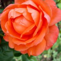 Róża  N N .