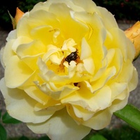 Róża ' Graham Thomas ' .