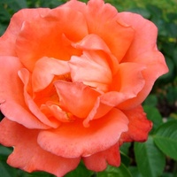 Róża ' Korbiolo '.