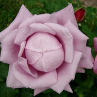 Róża ' Meilanein '.