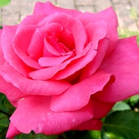 Róża ' Mullard Jubilee ' .