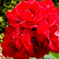 Róża - ' Santana - Tanklesant ' .