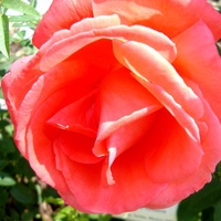 Róża - ' Super Star - Tanorstar ' .