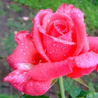 Róża w deszczowych brylantach.