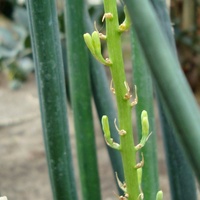 Sansevieria Cylindrica z kwiatem.