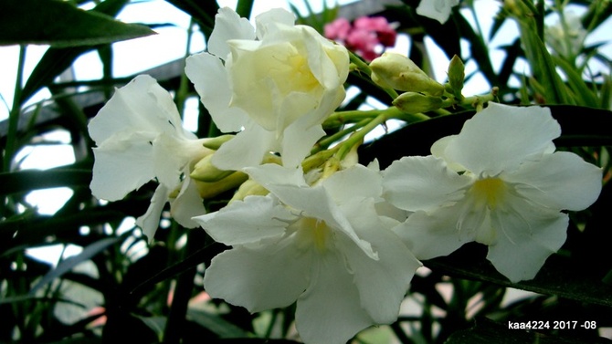 Biały oleander/ Soeur Angus / o delikatnym aromacie.