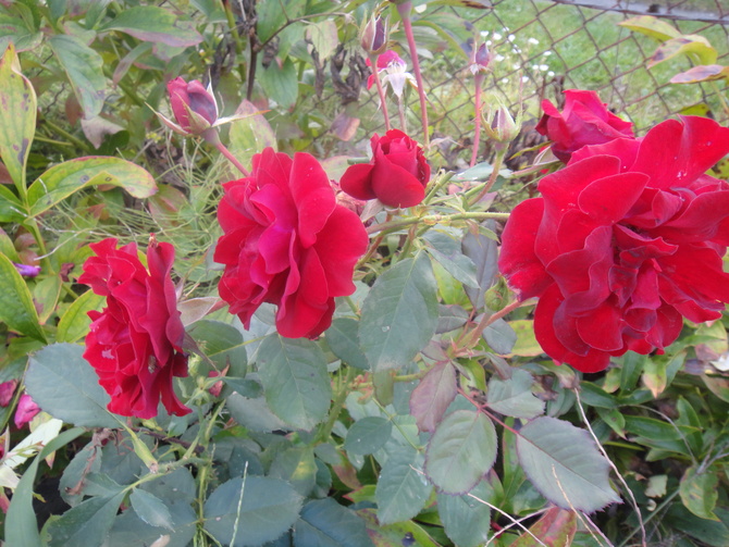 Bukiet czerwonych róż....