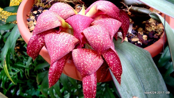  Bulbophyllum Hercules .