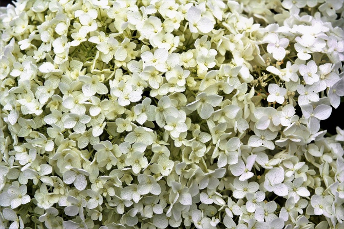 Drobne kwiatki Hortensji 