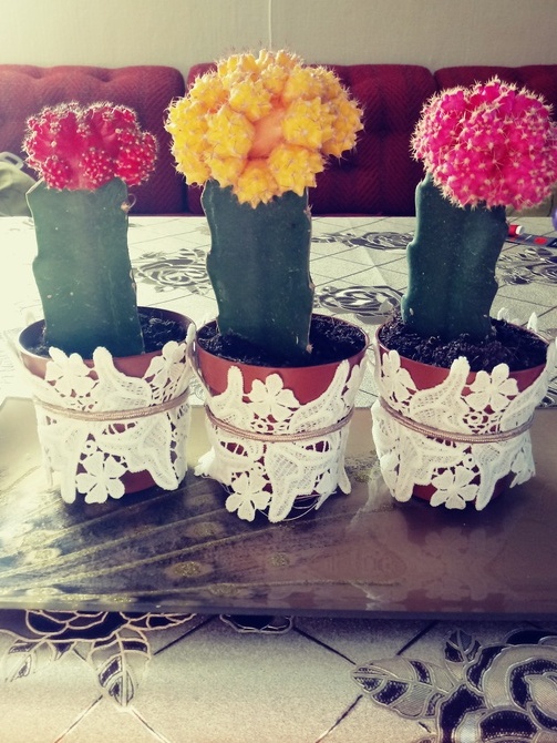 kolorowe kaktusiki 