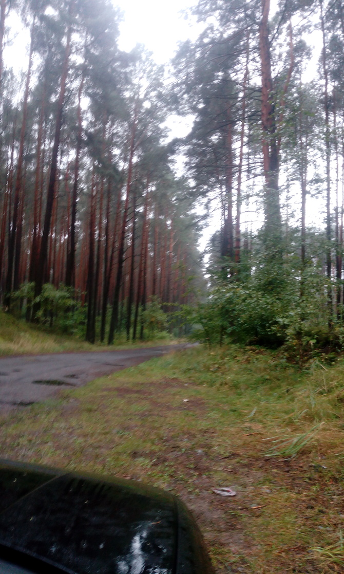 Mimo deszczu wybrałam sie do lasu....