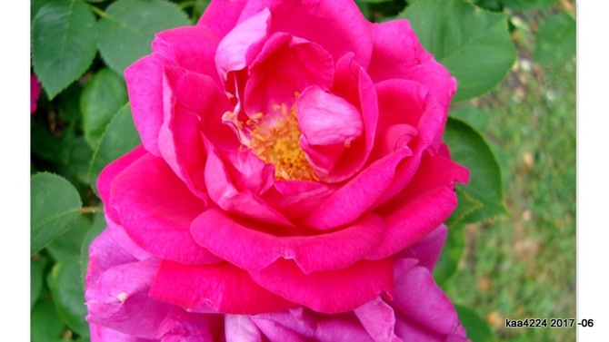 Róża ' Ausroyale '.