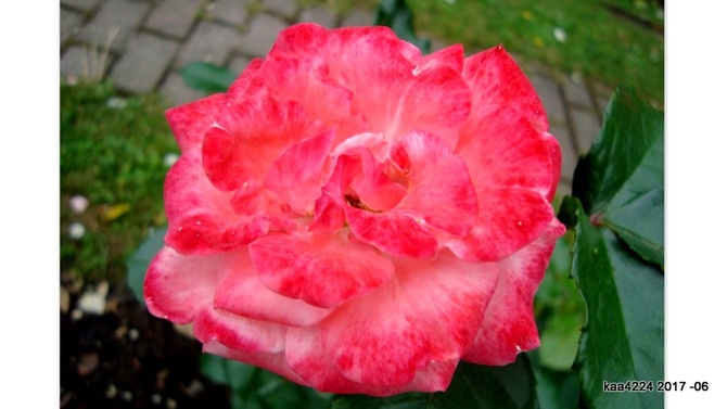 Róża ' Meihartfo' '.