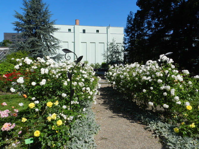 Róże-Ogród Botaniczny we Wrocławiu