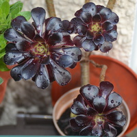 Aeonium schwarckopf black