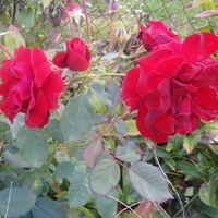 Bukiet czerwonych róż....