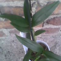 Dendrobium sa-nook