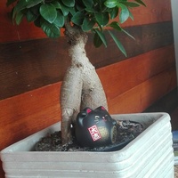 Drzewko z kotem japońskim ;