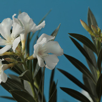 oleander...