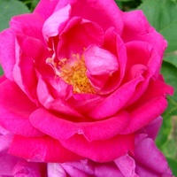 Róża ' Ausroyale '.