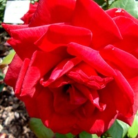 Róża ' Jubilat ' .