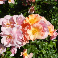 Róże-   Rose