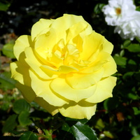 Róże  -  Rose