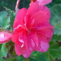 Różowa begonia w kroplach wody 