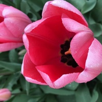 Tulipan z botanika