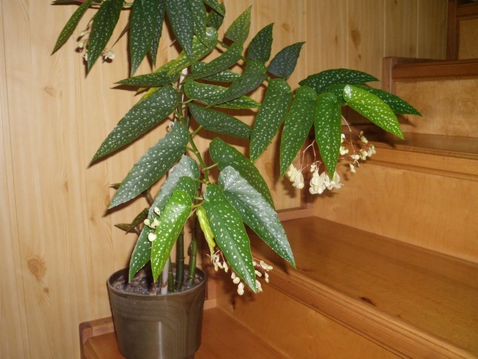 Begonia Albopicta