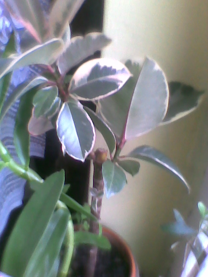  Ficus elastica variegata