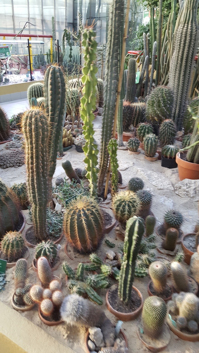 Kaktusy .....