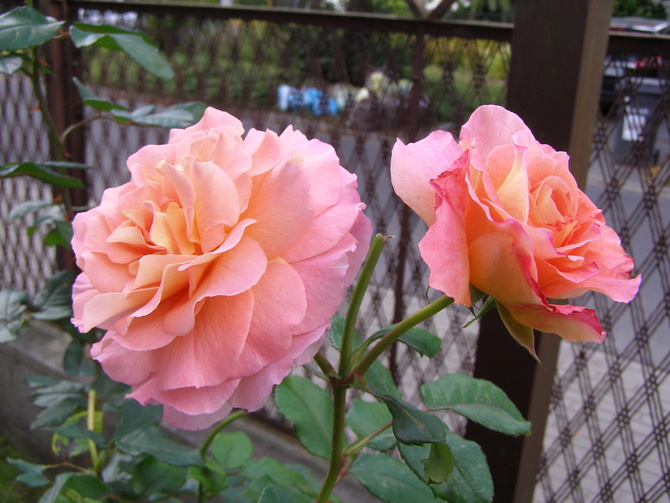 Róza silnie pachnąca Albrecht Durer