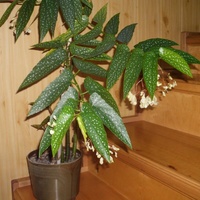 Begonia Albopicta